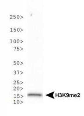 Western Blot: Histone H3 [Dimethyl Lys9] AntibodyBSA Free [NB21-1072]